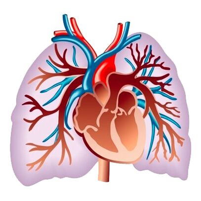Pulsactive mõju südame-veresoonkonna süsteemile